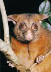possum